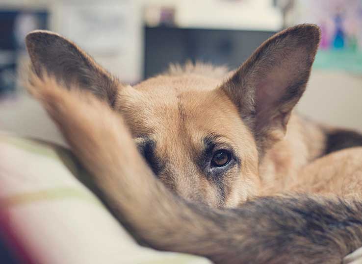 Best Dog Bed for German Shepherd